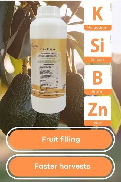 Product Euler Potasico